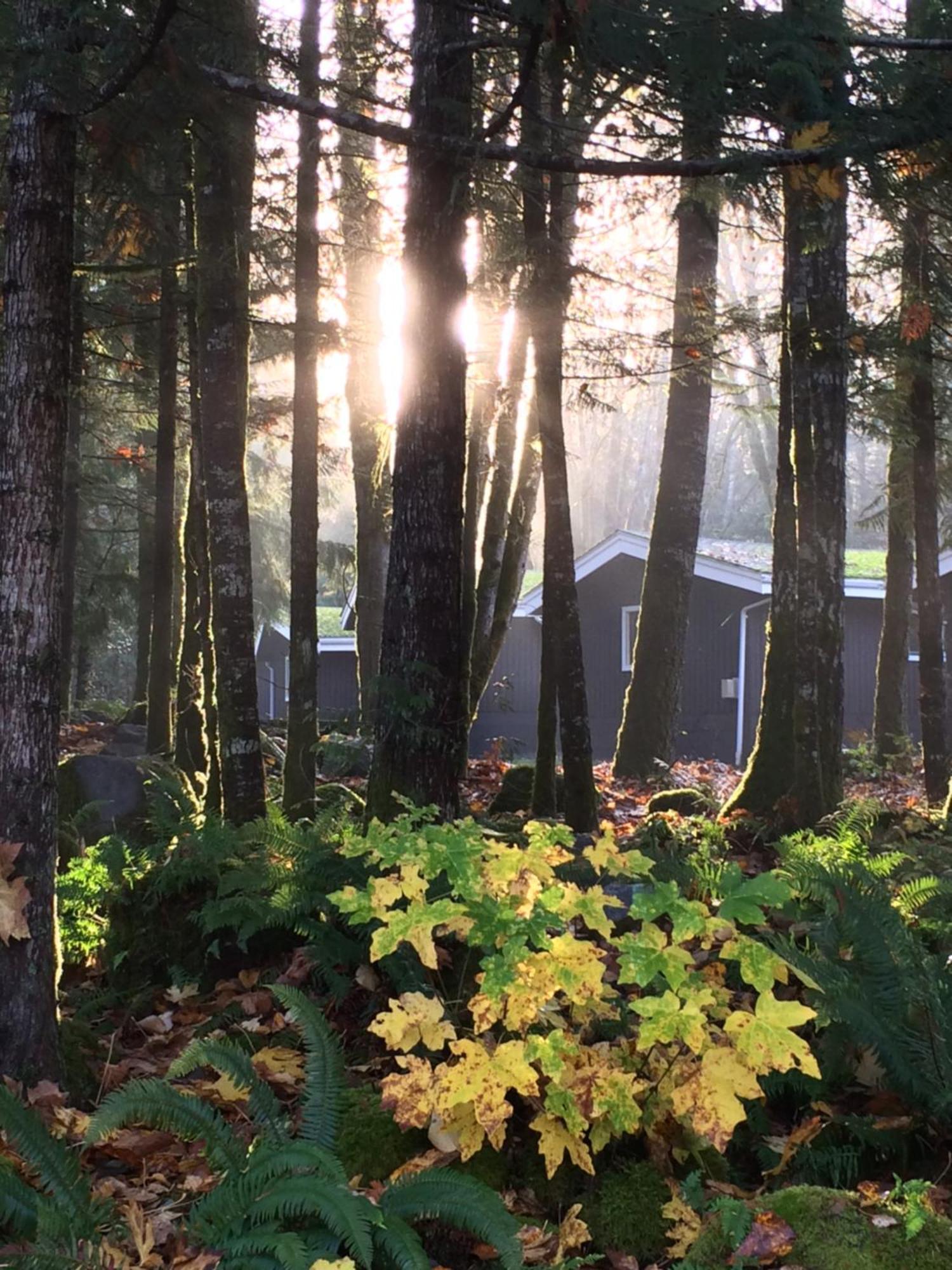 Sunwolf Riverside Cabins Brackendale Dış mekan fotoğraf